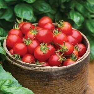 Tomāti Baby Boomer F1 9 gab GRAINES VOLTZ